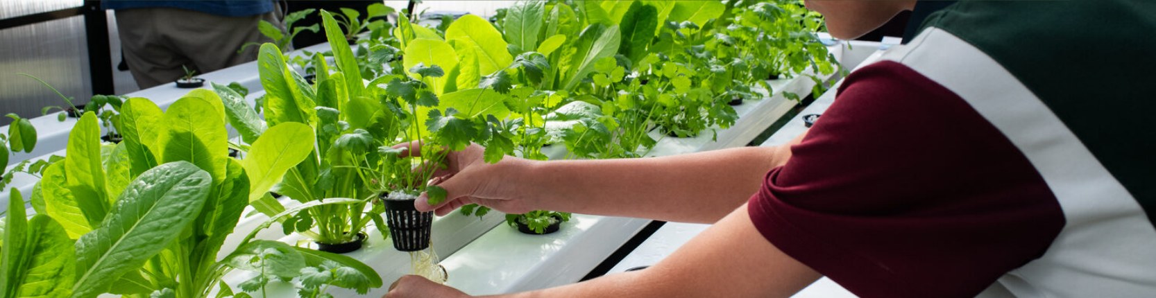 Close-up of leafy greens growing in a Food Ladder hydroponic system, with a student lifting a plant from the channel.