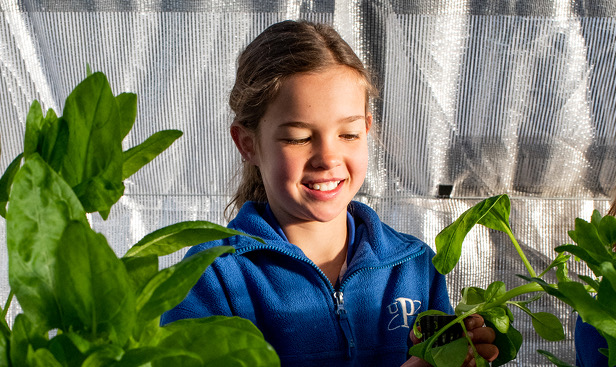 Fresh food solution for schools